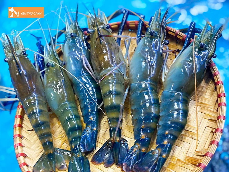 Dac-diem-sinh-hoc-cua-tom-cang-xanh-thucanh