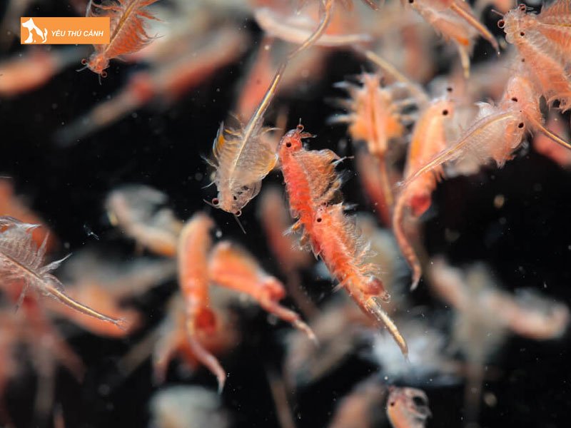 Doi-voi-artemia-vua-no-thucanh