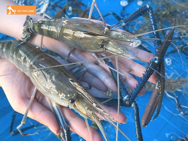 Gay-mau-tra-cho-ao-nuoi-thucanh