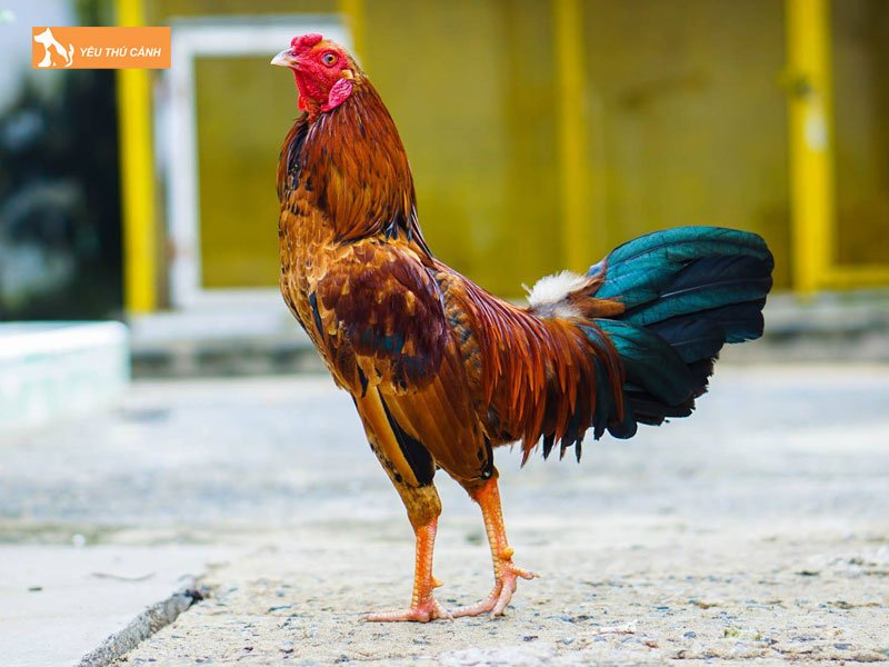 Gioi-thieu-ve-ga-tre-thucanh