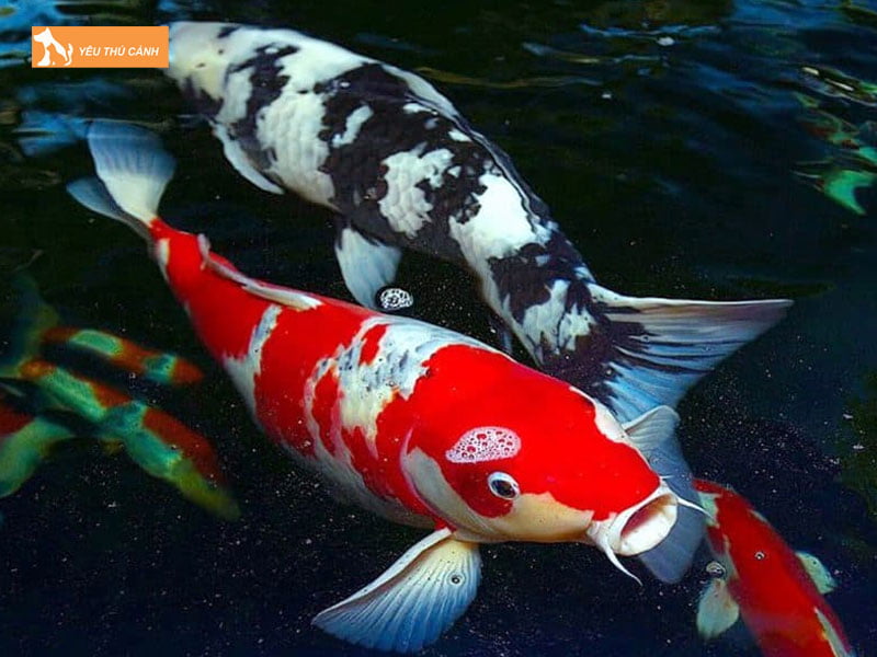 Hau-qua-cua-cach-nuoi-ca-koi-khong-can-oxy-thucanh