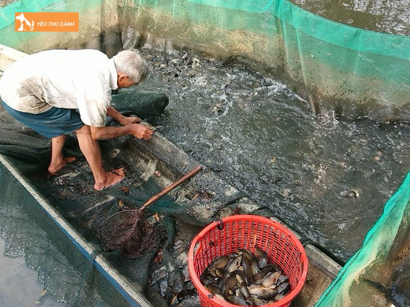 Khau-phan-an-cho-ca-ro-dong-thucanh