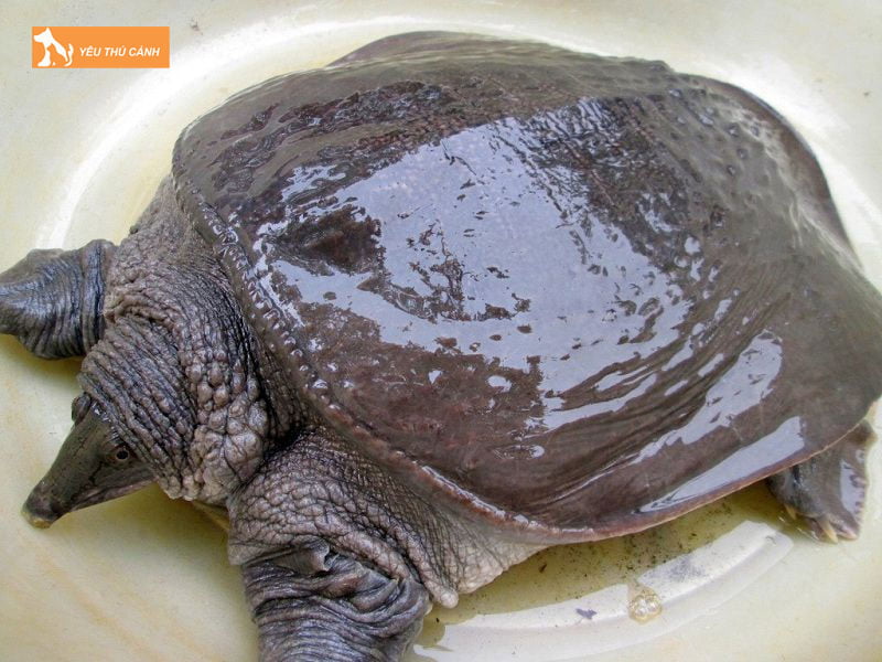 Ky-thuat-chon-cua-dinh-giong-thucanh