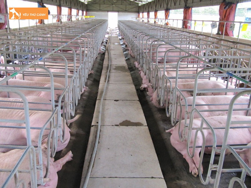 Lam-chuong-cho-heo-thucanh