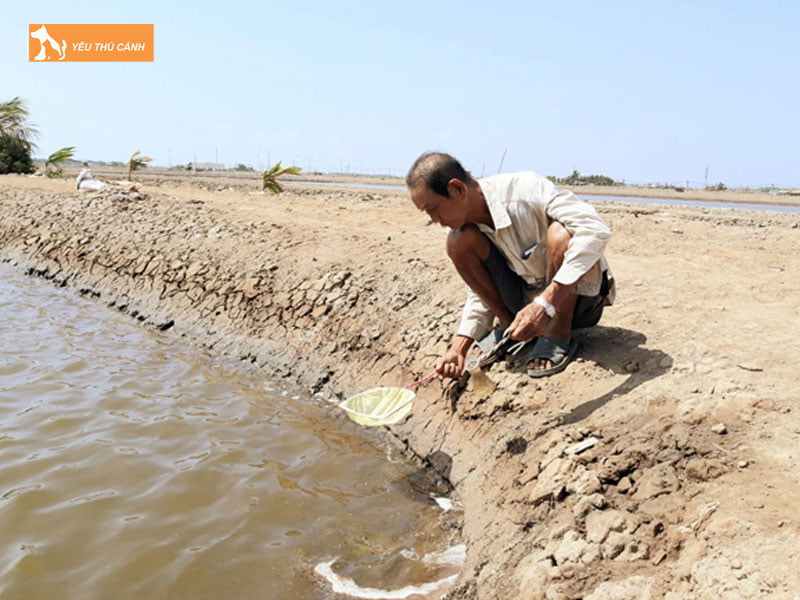Luong-thuc-an-va-dinh-duong-cho-artemia-thucanh