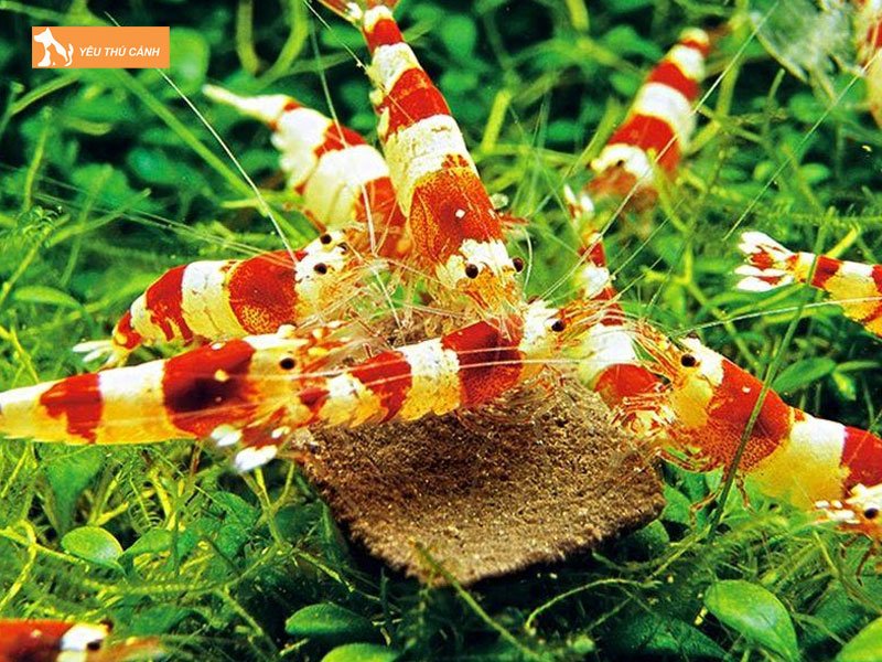 Nguon-nuoc-cho-tep-canh-thucanh