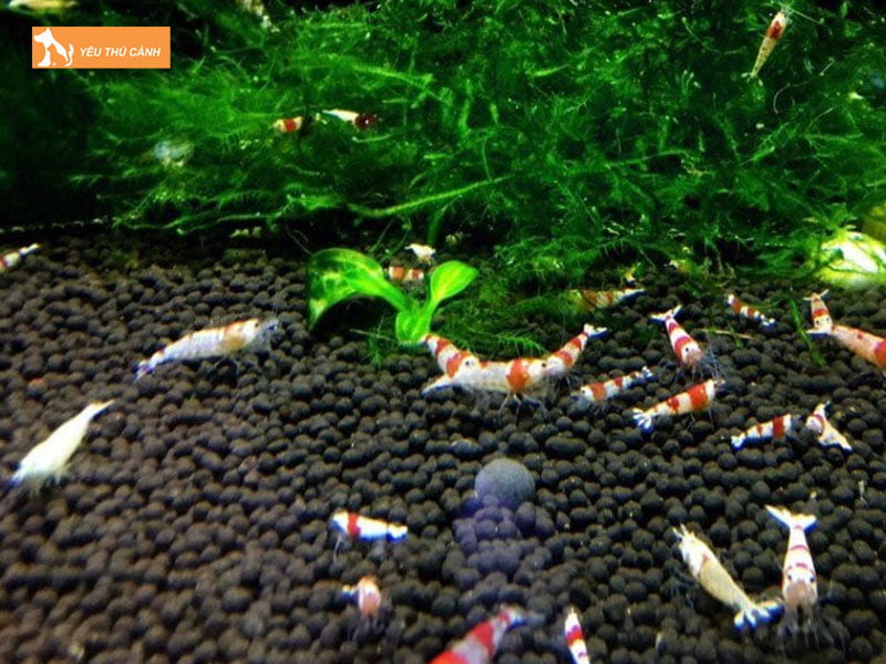 Nhiet-do-hop-ly-de-nuoi-tep-thucanh