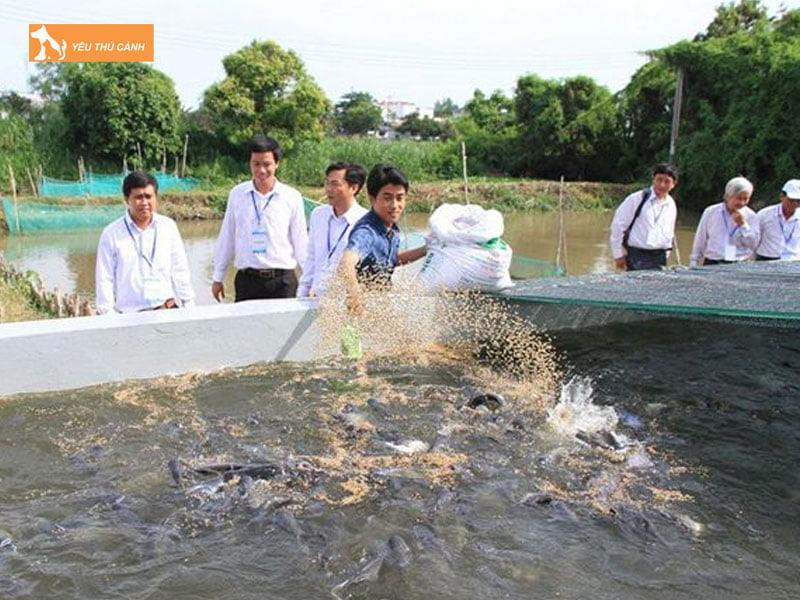 Nhung-luu-y-khi-nuoi-ca-ro-dong-trong-be-xi-mang1-thucanh