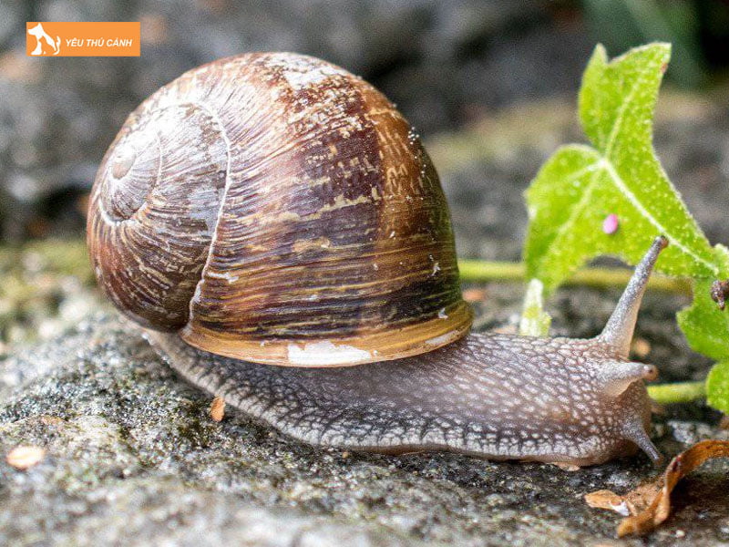 Nhung-luu-y-khi-nuoi-oc-sen-thucanh