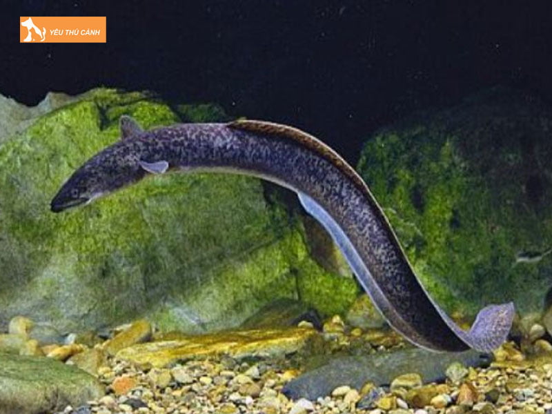 Phong-benh-cho-ca-chinh-thucanh