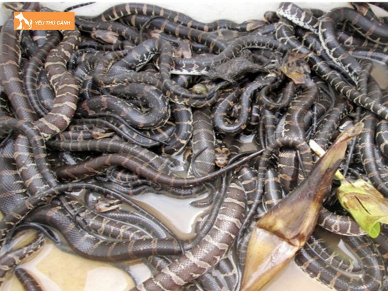 Phong-benh-cho-ran-ri-ca-thucanh