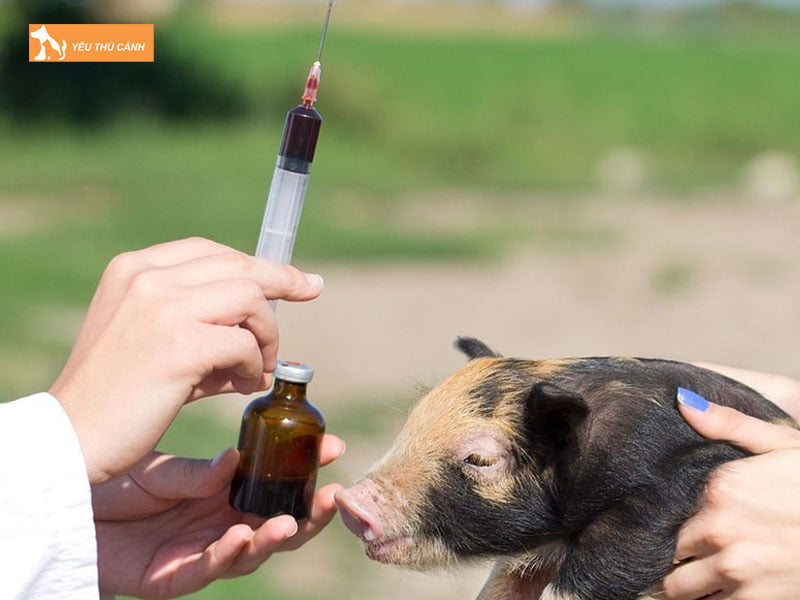 Phong-benh-trong-chan-nuoi-heo-thucanh