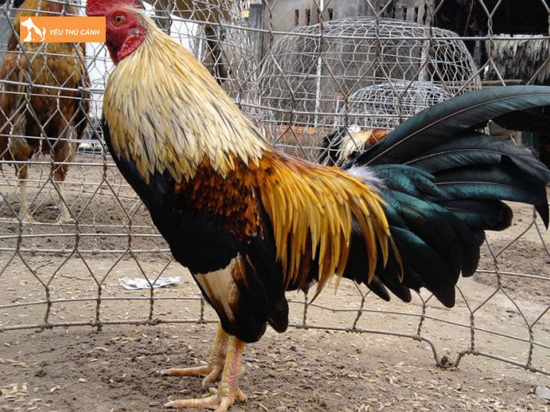 Phong-dich-benh-cho-ga-thucanh