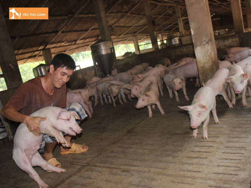 Phuong-phap-chon-giong-thucanh