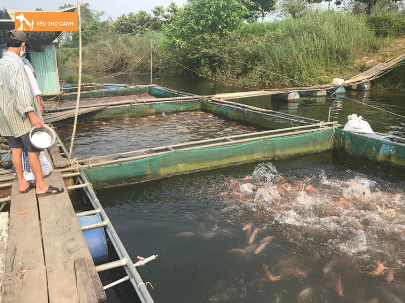 Quan-ly-va-cham-soc-ca-thucanh