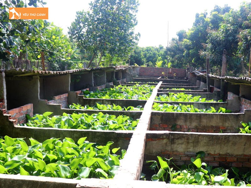 Thiet-ke-ao-nuoi-thucanh