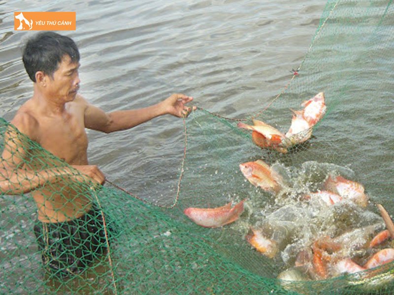 Thu-hoach-ca-thucanh