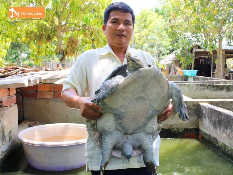 Thu-hoach-cua-dinh-thucanh