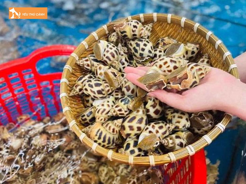 Thu-hoach-oc-huong-thucanh