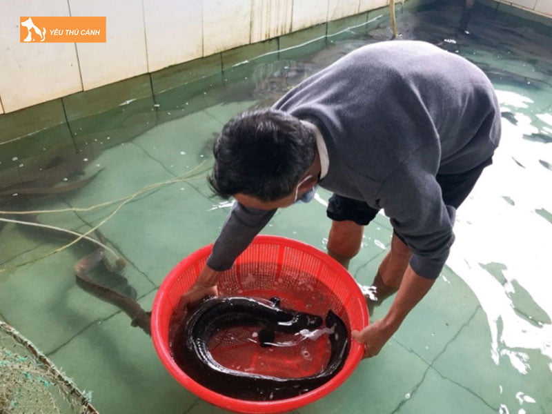 Thuc-an-cho-ca-chinh-thucanh