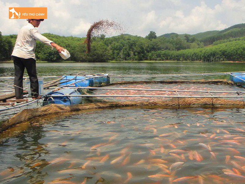 Thuc-an-cho-ca-thucanh