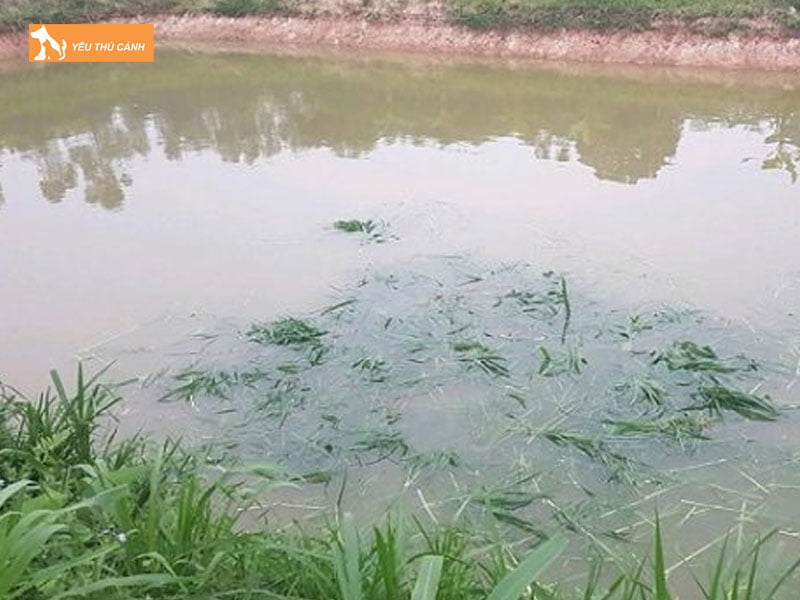 Thuc-an-cho-ca-thucanh