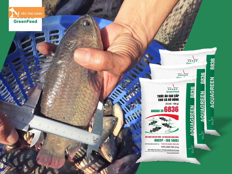 Thuc-an-cho-ca-thucanh