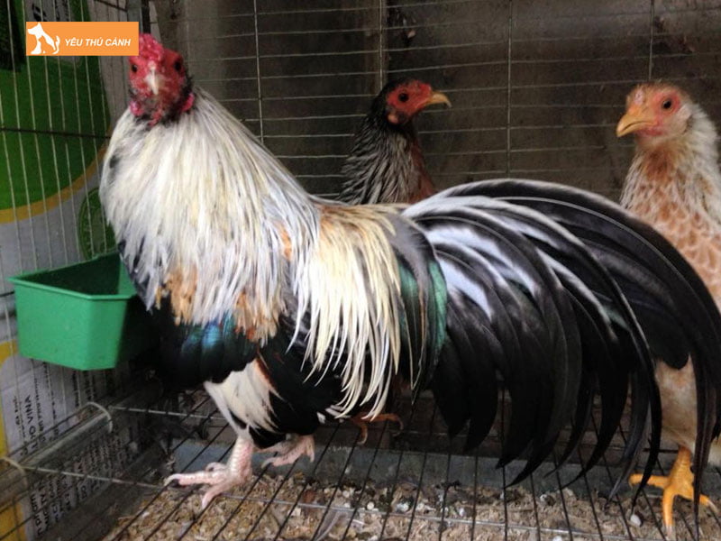 Thuc-an-cho-ga-thucanh