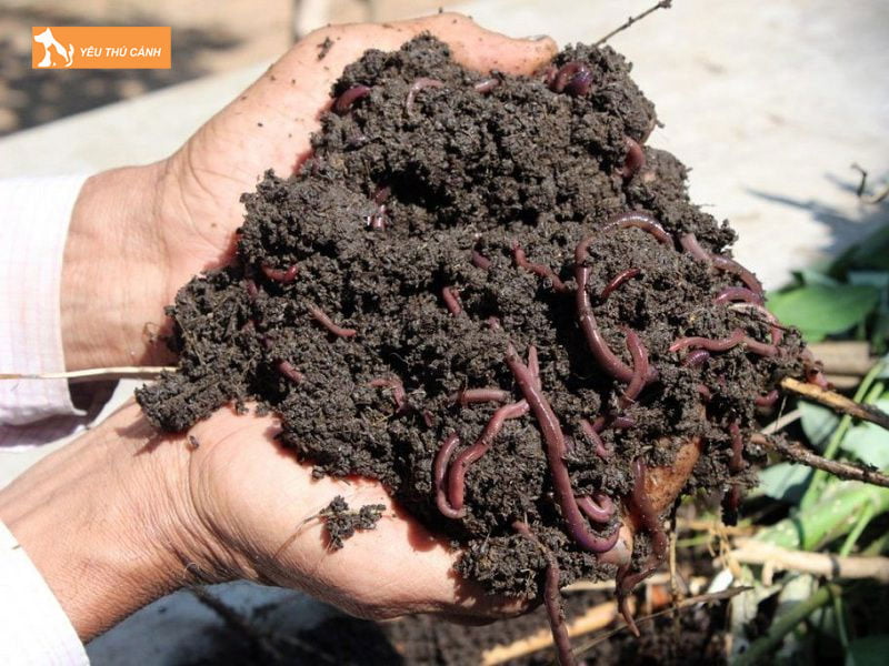 Thuc-an-cho-giun-que-thucanh