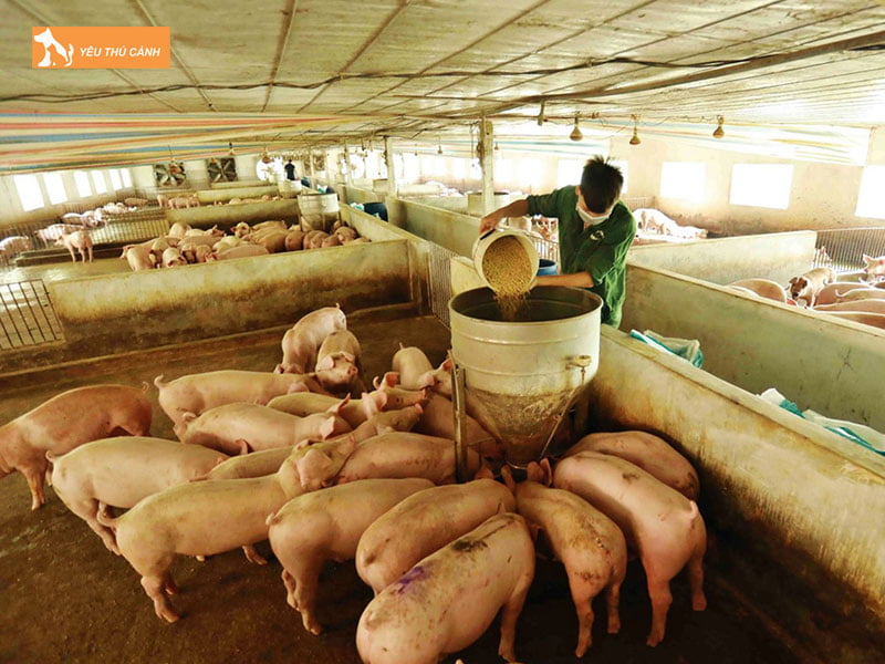 Thuc-an-cho-heo-thucanh