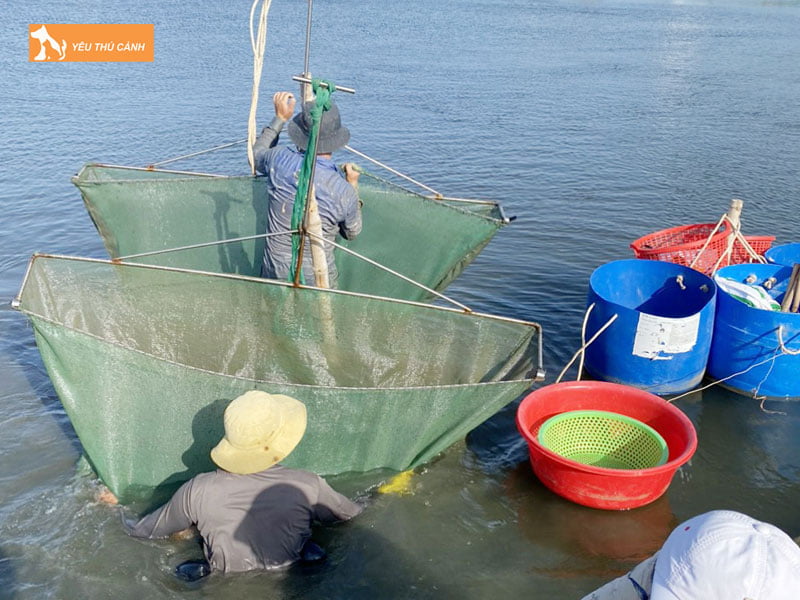 Thuc-an-cho-oc-huong-thucanh