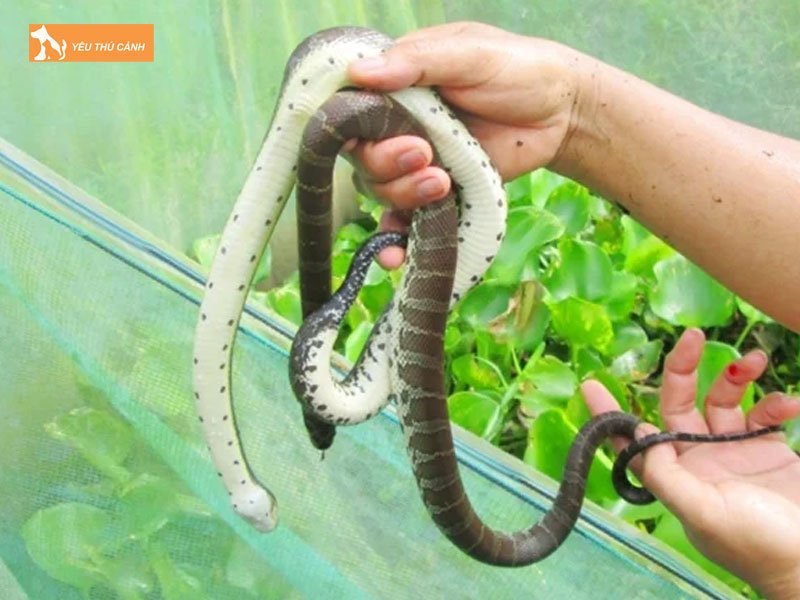 Thuc-an-cho-ran-ri-ca-thucanh