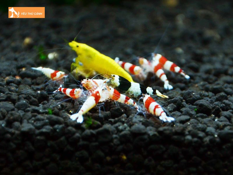 Thuc-an-cho-tep-canh-thucanh