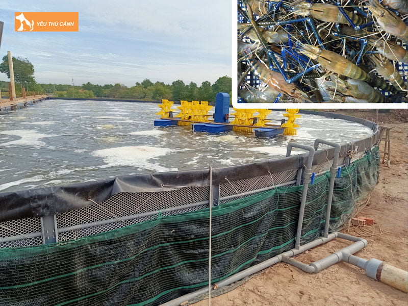 Thuc-an-cho-tom-cang-xanh-thucanh