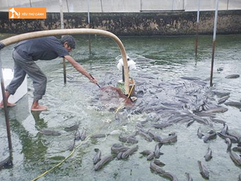 Thuc-an-va-cach-cho-an-thucanh