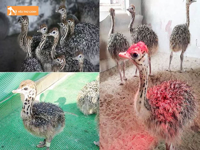 Tieu-chuan-chon-giong-da-dieu-thucanh