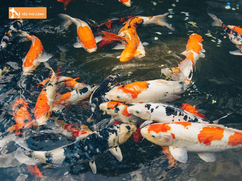 Tong-quan-ve-ca-koi-thucanh