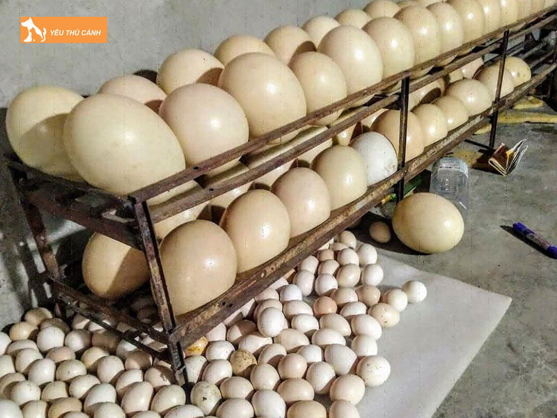 Trung-da-dieu-thucanh