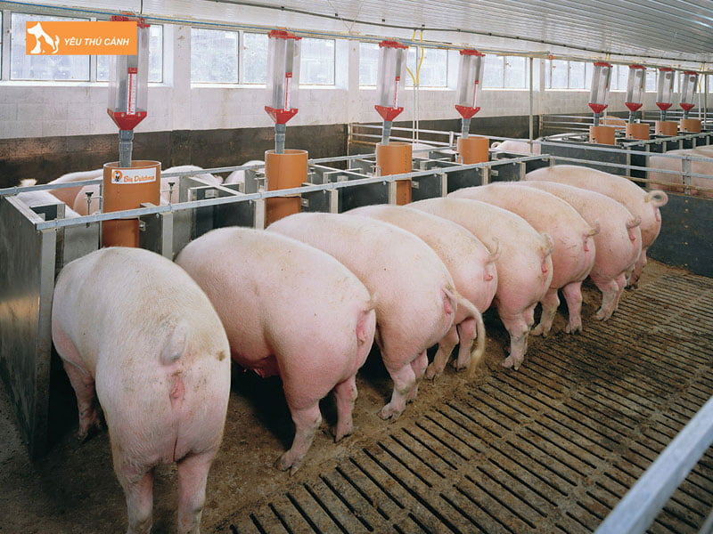 Ve-sinh-chuong-trai-thucanh