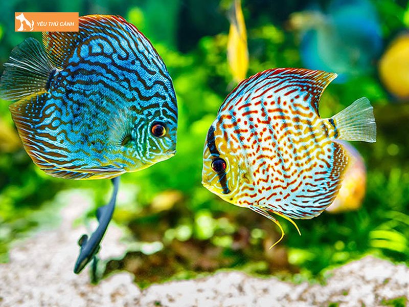 Ca-dia-la-ca-gi-thucanh