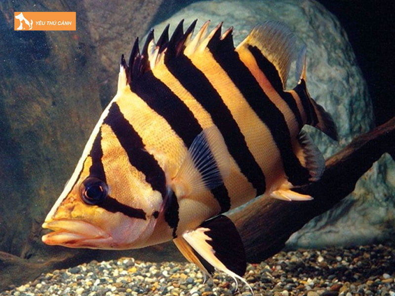 Ca-ho-me-kong-thucanh