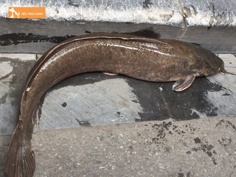 Ca-tre-la-ca-gi-thucanh