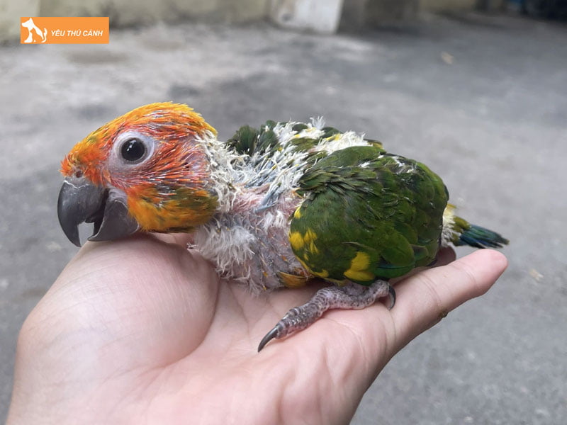 Cach-cham-soc-sun-conure-non-thucanh