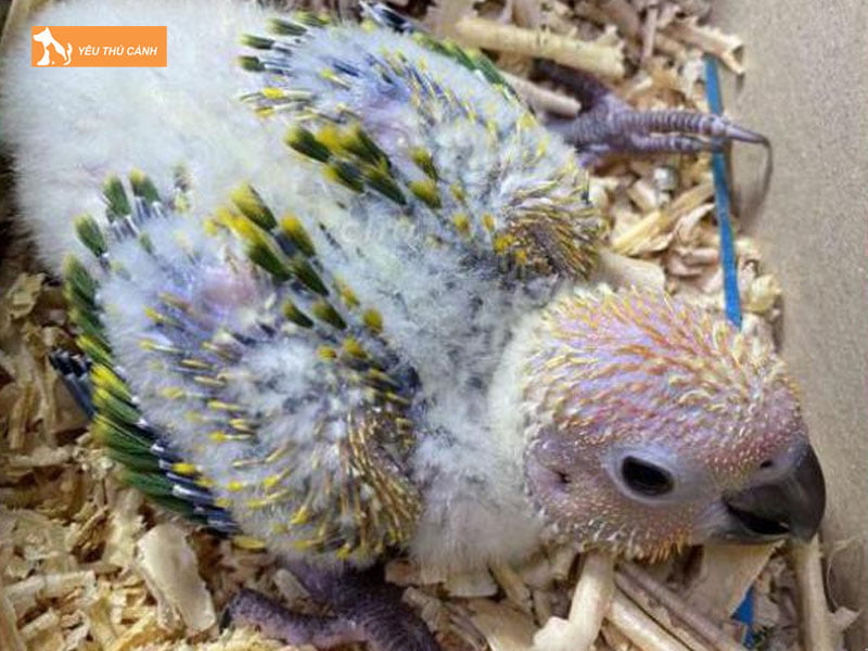 Cach-cham-soc-sun-conure-non1-thucanh