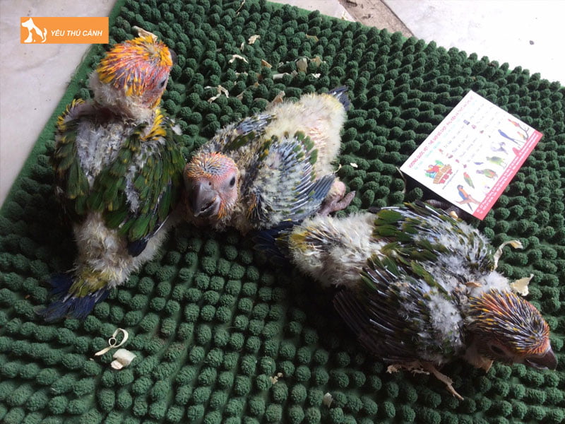 Cach-cham-soc-sun-conure-non2-thucanh