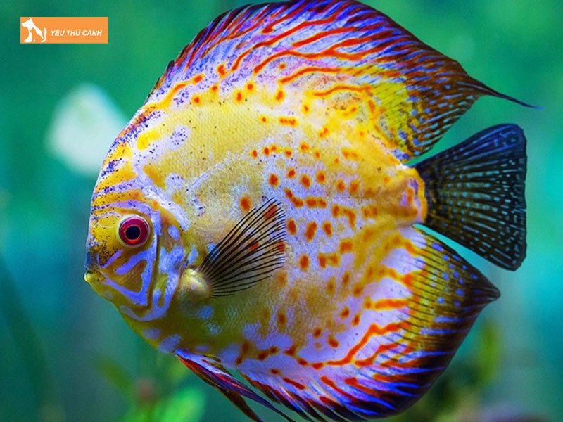 Cach-chon-ca-dia-len-mau-dep-thucanh