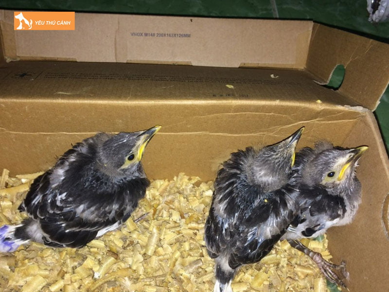 Cach-chon-chim-ca-cuong-non-thucanh