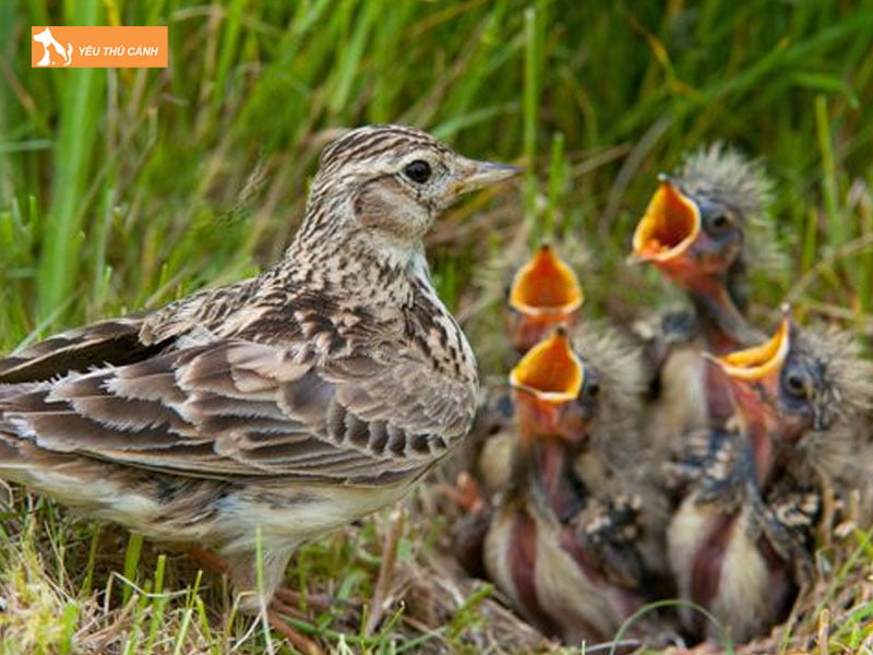 Cach-chon-giong-chim-son-ca-thucanh