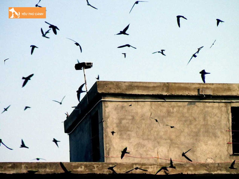 Cach-dan-du-yen-ve-nha-thucanh