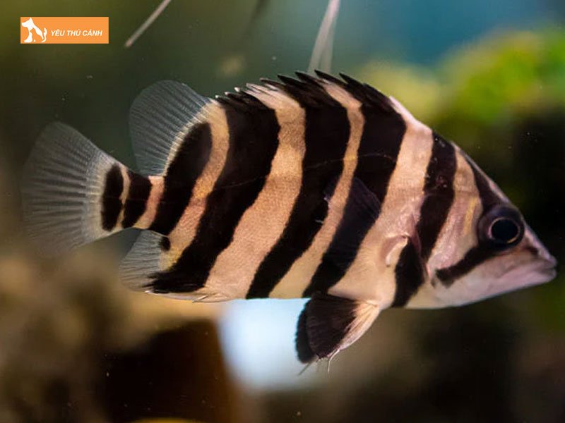 Cach-lua-chon-ca-ho-thucanh